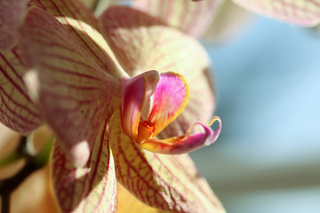 Orchidee