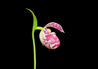 Flower of lady’s slipper 53