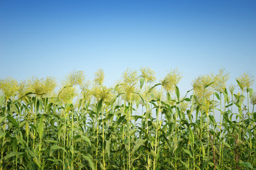Obraz premium Sorghum in summer