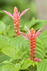 Tropical red flowers