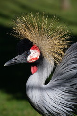 Grey Crowned Crane_4