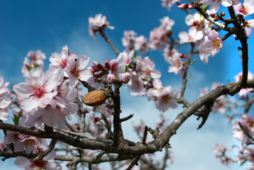 Almond nut on flowering tree