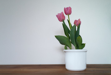 Rosa Tulpen vor weißer Wand