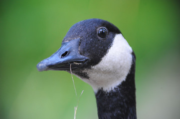 Close-up Of Canadian Goose