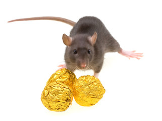Funny rat and chocolate candies isolated on white