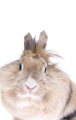 rabbit isolated on white background
