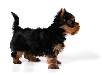 Puppy of the Yorkshire Terrier