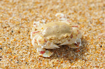 Crab on a beach