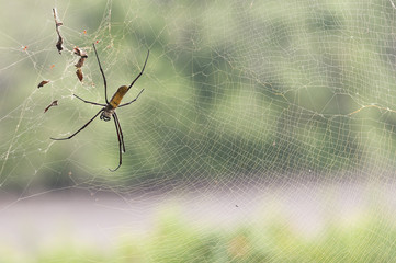 Giant spider of the tropics