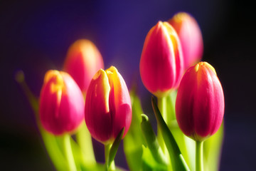 Tulpen