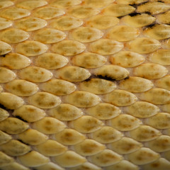 Close-up of Trans-Pecos rat snake scales, Bogertophis suboculari