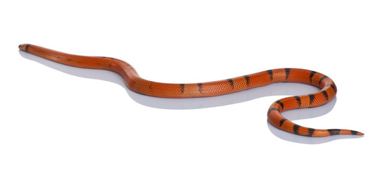Naklejka premium Honduran milk snake, Lampropeltis triangulum hondurensis, slithe