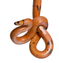Fototapeta premium Honduran milk snake, Lampropeltis triangulum hondurensis, hangin