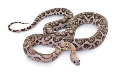 High angle view of Scaleless corn snake or red rat snake