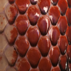 Close-up of Nelson's Milkshake scales