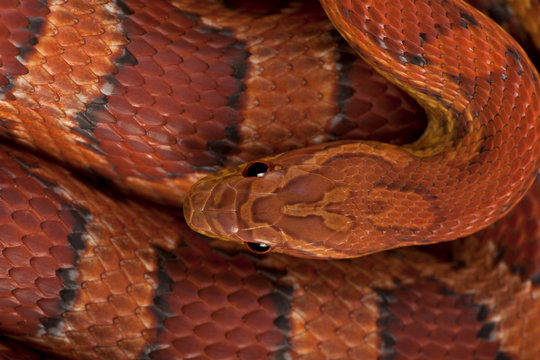 High angle view of corn snake or red rat snake