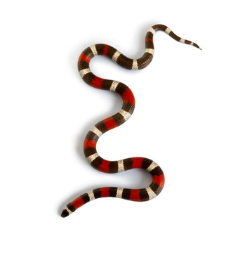 Pueblan milk snake or Campbell's milk snake
