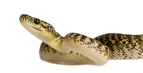 Side view of Morelia spilota variegata, looking up