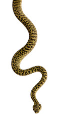 Front view of Morelia spilota variegata, a subspecies of python