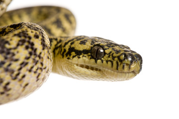 Close-up of Morelia spilota variegata