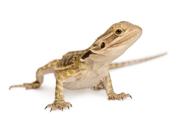 Obraz premium Lawson's dragon, Pogona henrylawsoni, standing