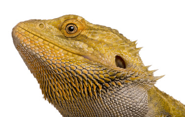 Close-up of Lawson's dragon, Pogona henrylawsoni
