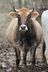 beef cattle in north Italy