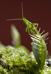 Grasshopper caught by Venus fly-trap