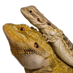 Side view of two Lawson's dragons, Pogona henrylawsoni