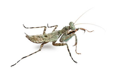 Theopompa SP, praying mantis, in front of white background
