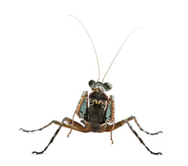 Fron view of Theopompa SP, praying mantis, standing