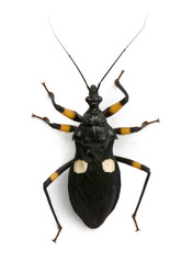 High angle view of Platymeris biguttatus
