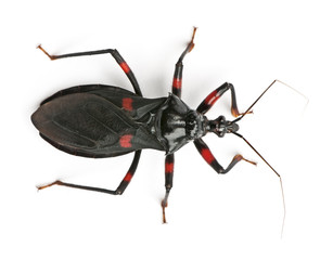 High angle view of Platymeris rhadamantus bug