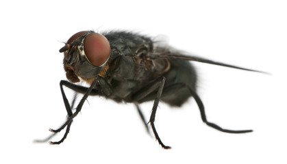 Side view of Housefly, Musca domestica, standing
