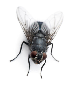High angle view of Housefly, Musca domestica, standing
