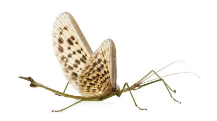 Side view of Male adult of Phasma gigas, standing