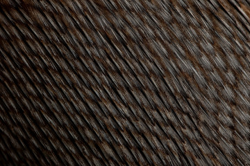 Close-up de plumes de manchot de Humboldt