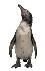 Poster Vooraanzicht van jonge Humboldt-pinguïn, staand en omhoog kijkend © Eric Isselée