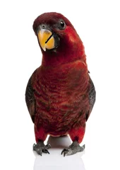 Papier Peint photo Perroquet Front view of Cardinal Lory, standing and looking at the camera