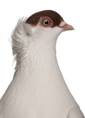 Polish helmet or Kryska Polska, a breed of fancy pigeon