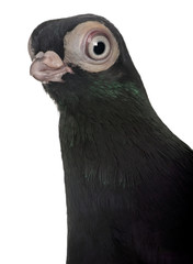 Close-up of Budapest Highflier pigeon against  white background