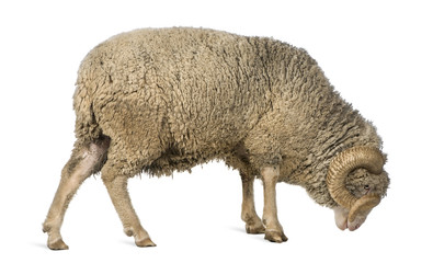 Side view of Arles Merino sheep, ram, 5 years old, standing