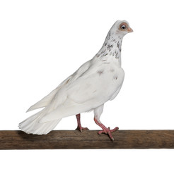 Side view of Budapest Highflier pigeon perched on stick