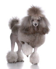 Portrait of poodle