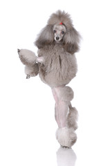 Portrait of poodle