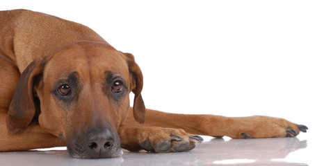 Obraz premium Laying Rhodesian Ridgeback