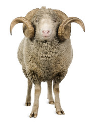 Front view of Arles Merino sheep, ram, 5 years old, standing