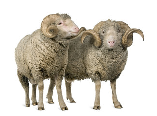 Two Arles Merino sheep, rams, standing