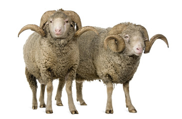 Naklejka premium Two Arles Merino sheep, rams, standing