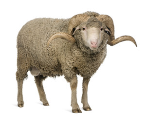 Arles Merino sheep, ram, 3 years old, standing